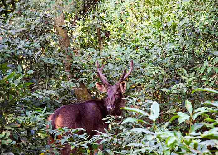 Deer in Chitwan National Park, Nepal Deer in Chitwan National Park, Nepal