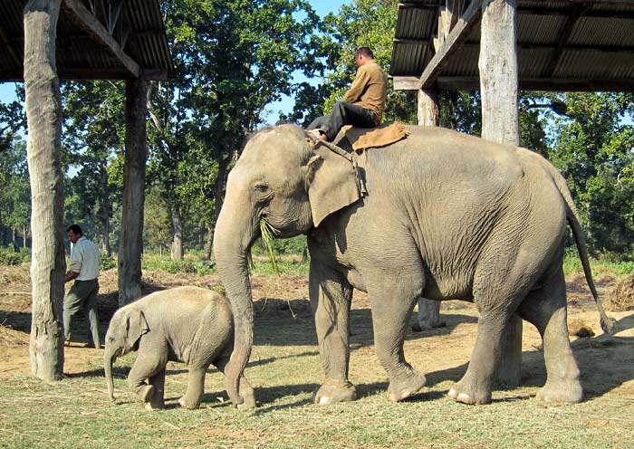 Chitwan National Park in Nepal