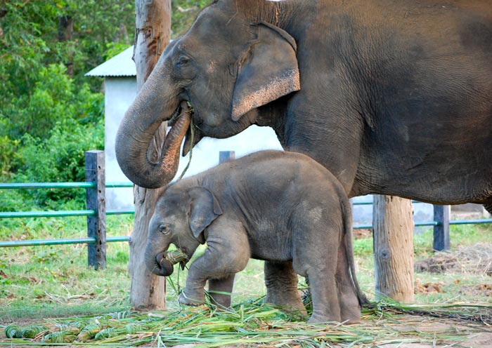 Elephant mum and baby, Chitwan
