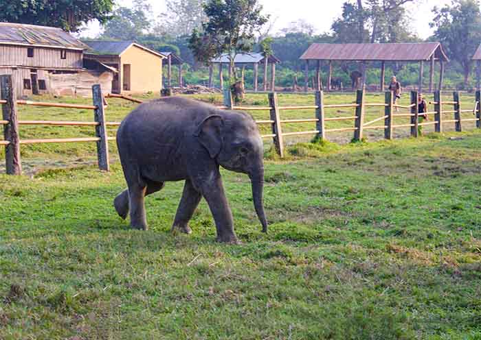 Elephant Breeding Centre, Chitwan