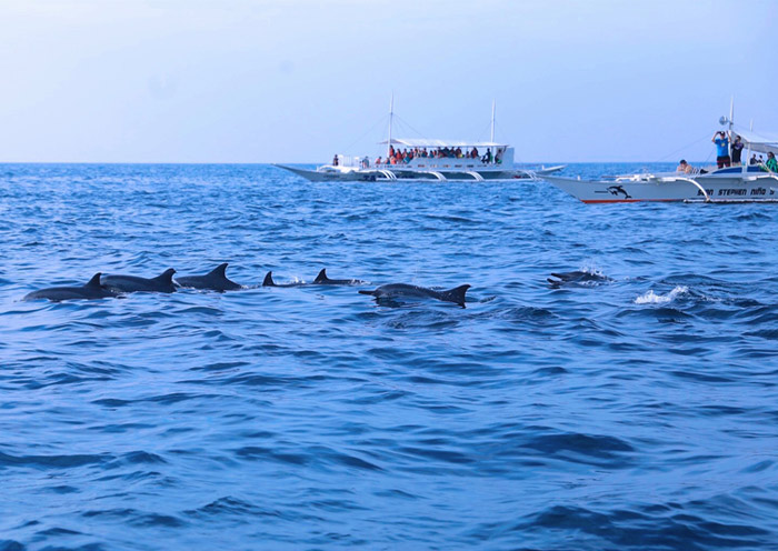 Dolphin Watching at Balicasag Islands