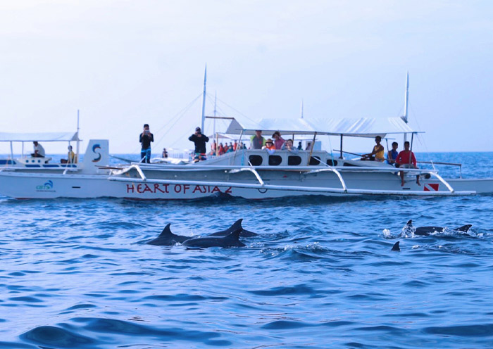 Dolphin Watching at Balicasag Islands