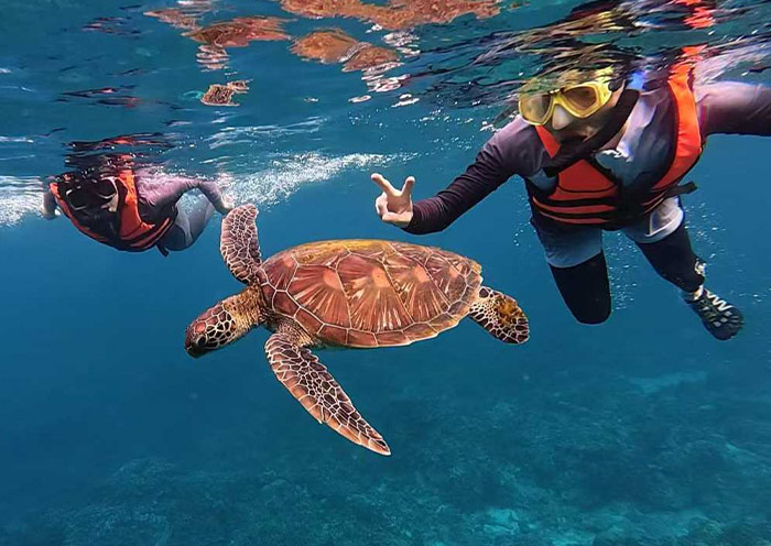 Turtle at Balicasag Islands