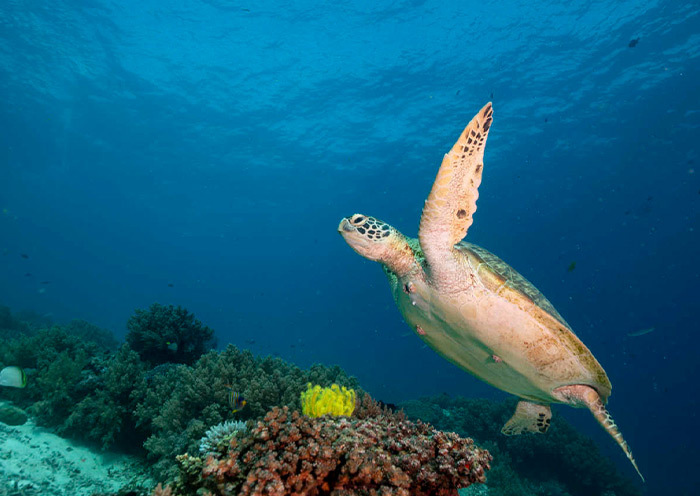 Turtle at Balicasag Islands
