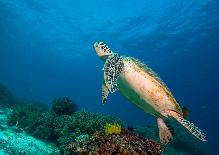 Turtle at Balicasag Islands