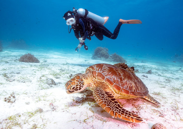Turtle at Balicasag Islands