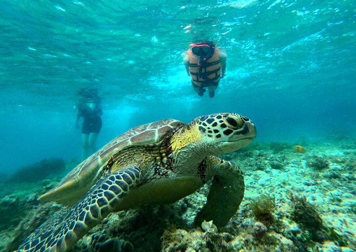 Turtle at Balicasag Islands