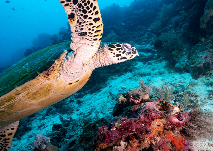 Turtle at Balicasag Islands