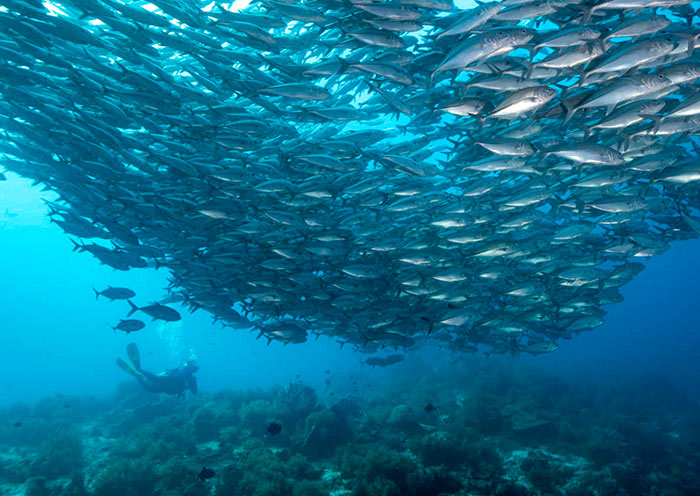Bohol Napaling Reef Bohol Napaling Reef