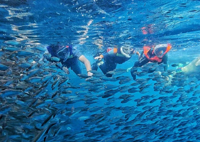 Bohol Napaling Reef