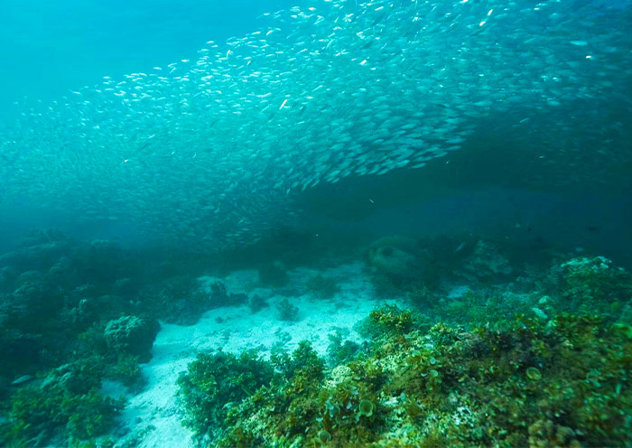 Sardine Run Experience at Napaling Reef Sardine Run Experience at Napaling Reef