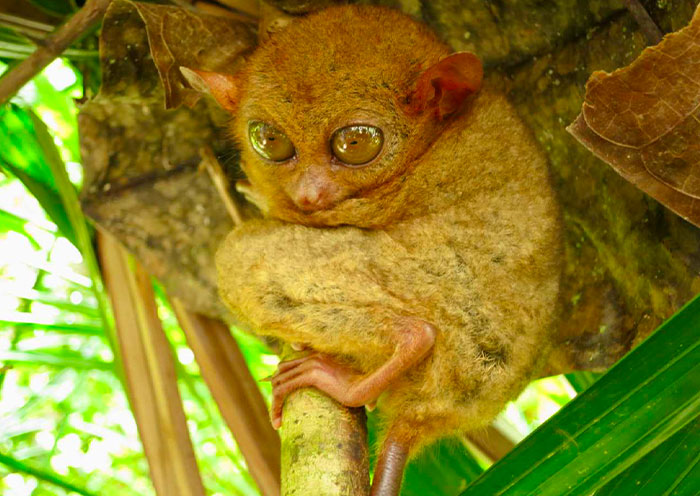 Philippine Tarsier Sanctuary, Bohol Philippine Tarsier Sanctuary, Bohol