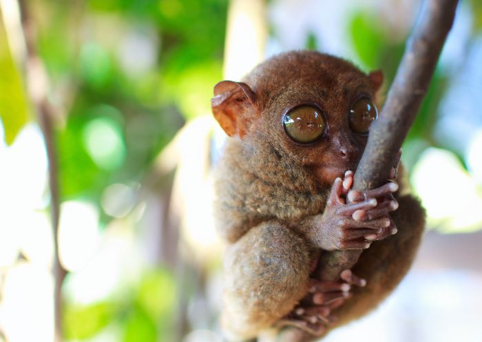 Philippine Tarsier Sanctuary, Bohol