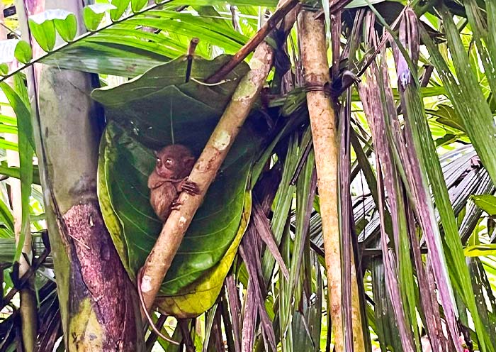 Philippine Tarsier Sanctuary, Bohol