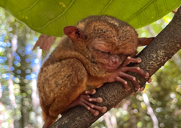 Philippine Tarsier Sanctuary, Bohol