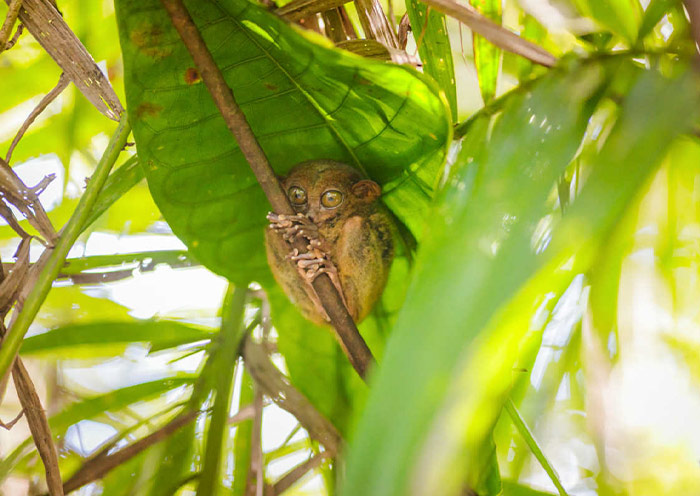 Philippine Tarsier Sanctuary, Bohol Philippine Tarsier Sanctuary, Bohol