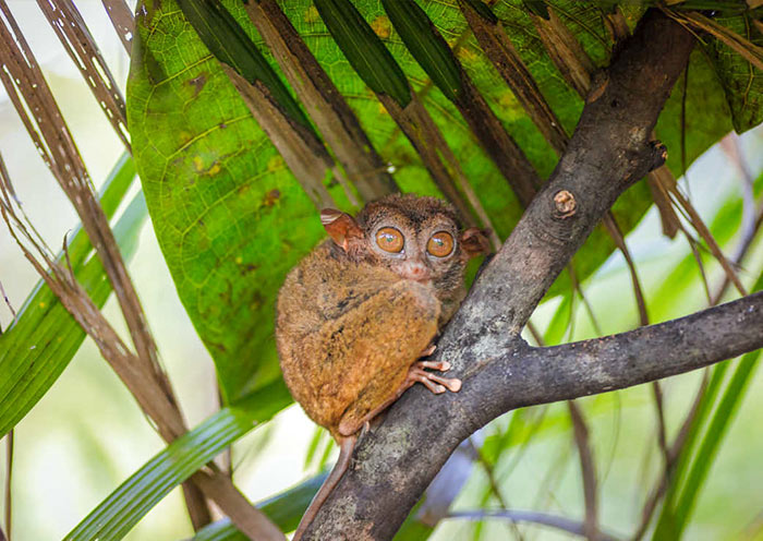 Philippine Tarsier Sanctuary, Bohol Philippine Tarsier Sanctuary, Bohol