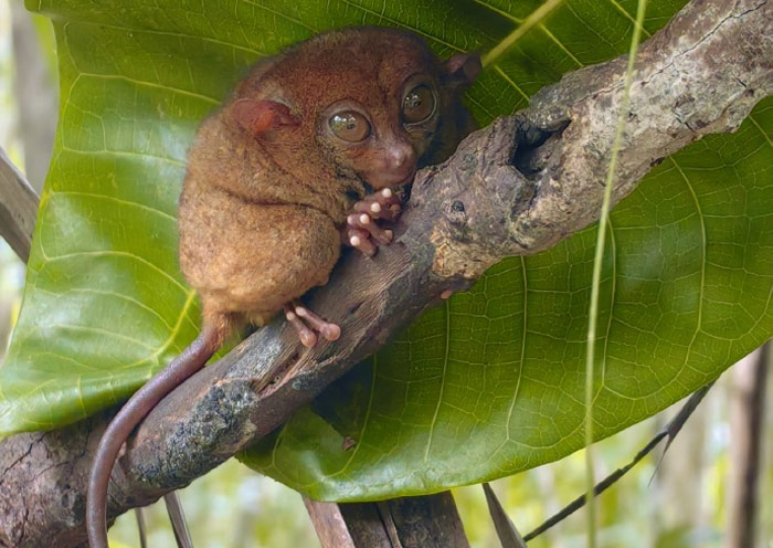 Philippine Tarsier Sanctuary, Bohol