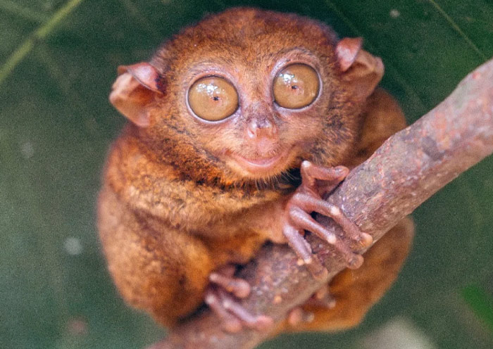 Philippine Tarsier Sanctuary, Bohol