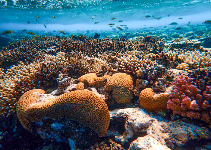 Coral Garden, Boracay Island