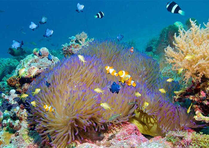 Clownfish Haven: Underwater Wildlife in the Philip