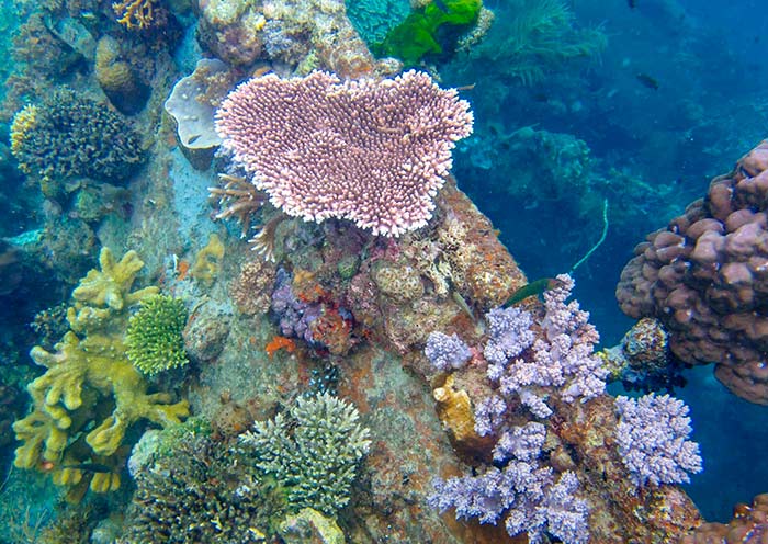 The Vibrant Coral Reefs: Underwater in the Philippines
