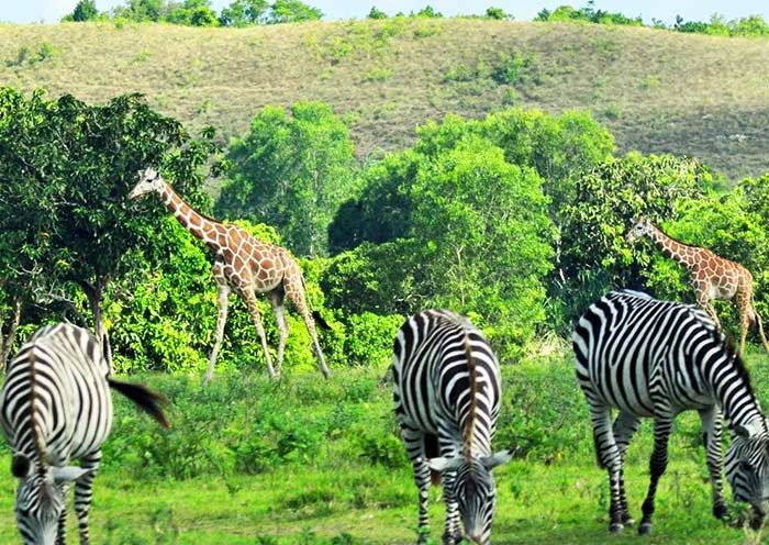 Calauit Wildlife Safari Park