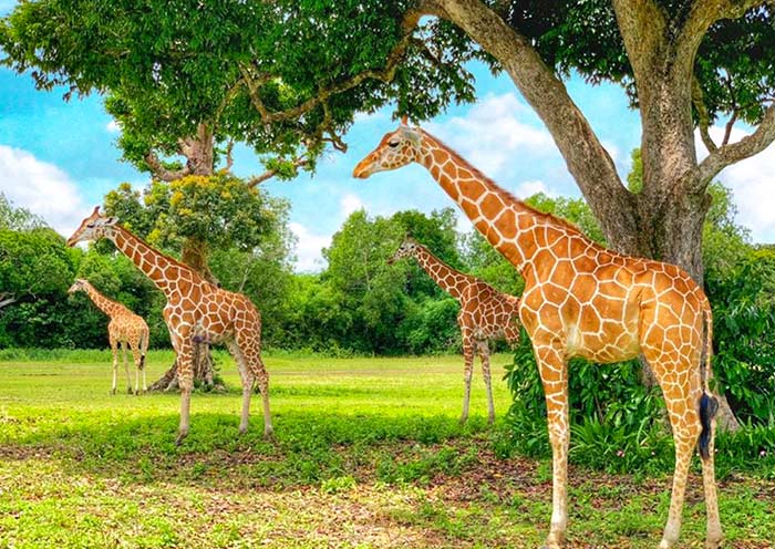 Calauit Wildlife Safari Park