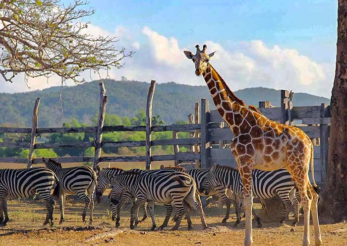 Calauit Wildlife Safari Park
