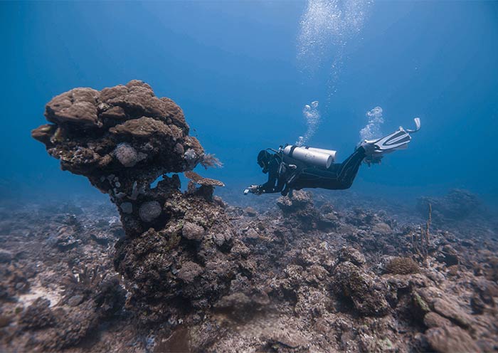 Coron Skeleton Wreck
