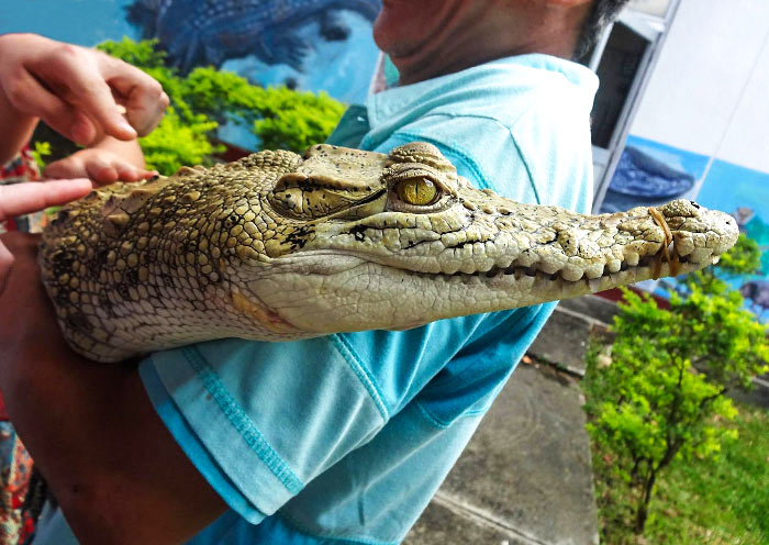 Crocodile Farm in Puerto Princesa, Palawan