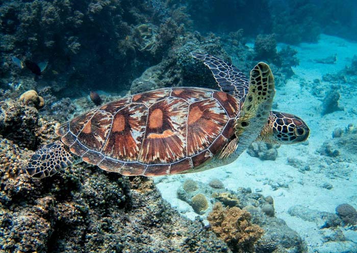 Dumaguete Apo Island