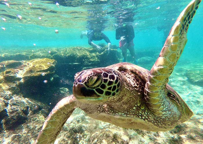 Dumaguete Apo Island