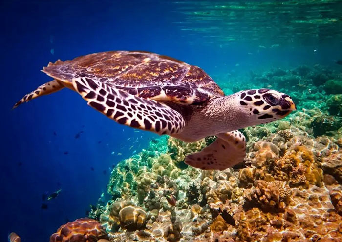 Dumaguete Apo Island