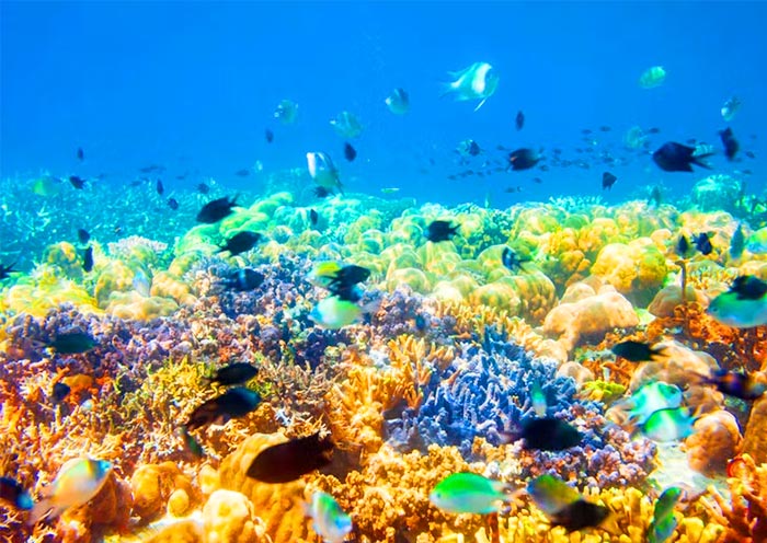 Lusong Coral Garden, Coron