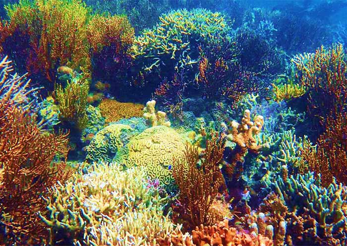 Lusong Coral Garden, Coron