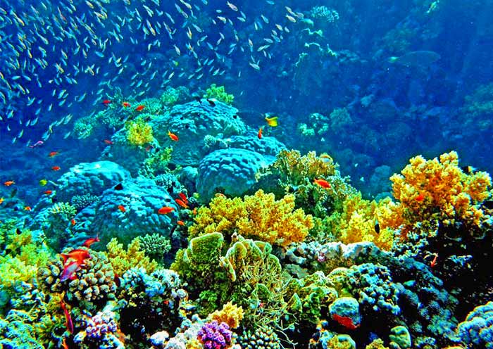 Lusong Coral Garden, Coron