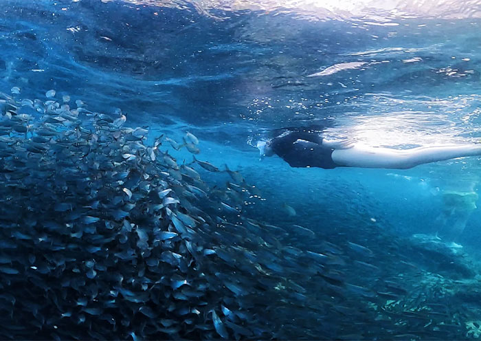Moalboal Sardine Run