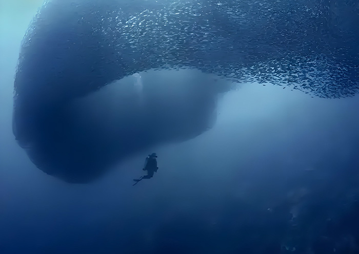 Moalboal Sardine Run