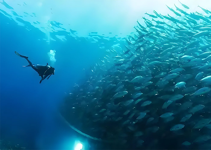 Moalboal Sardine Run