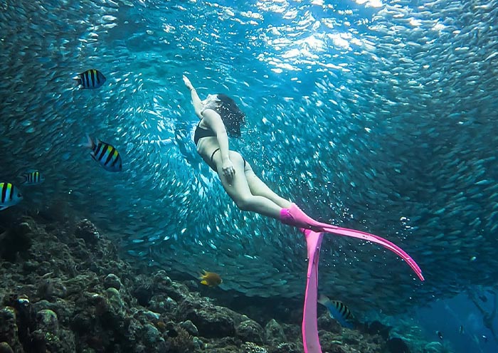 Sardine Run Experience at Napaling Reef