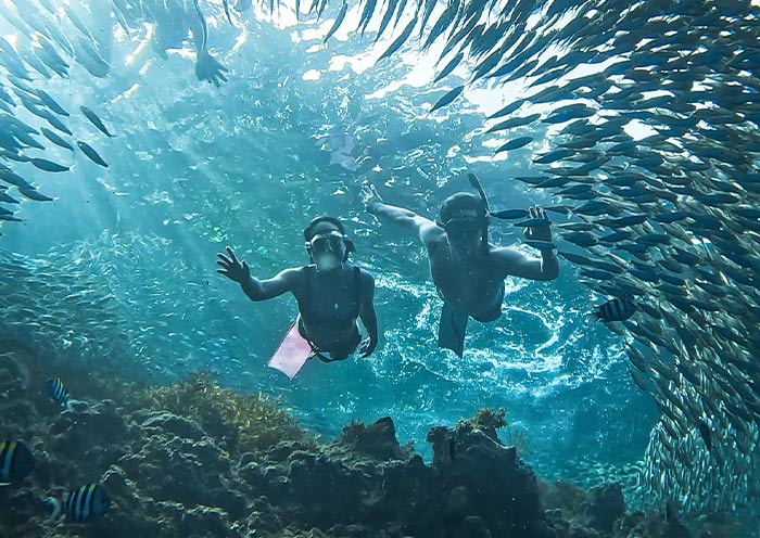 Sardine Run Experience at Napaling Reef