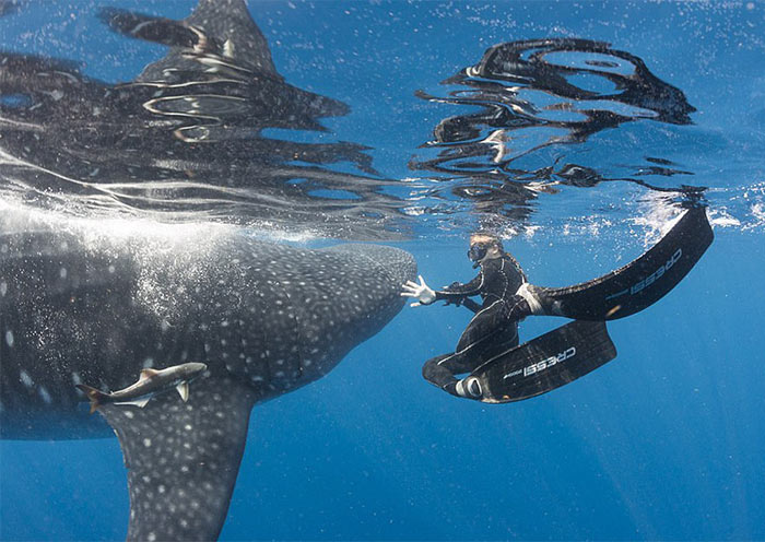 Oslob Whale Shark
