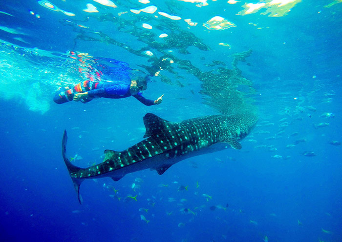 Oslob Whale Shark