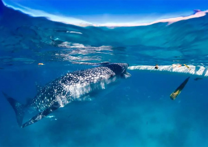 Oslob Whale Shark