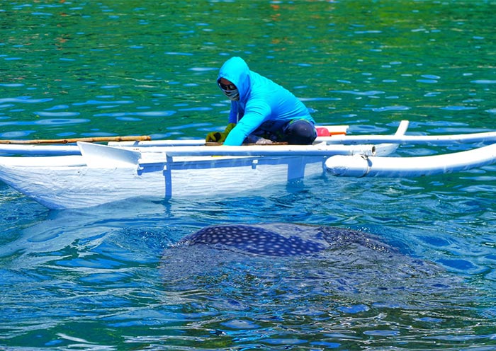 Oslob Whale Shark