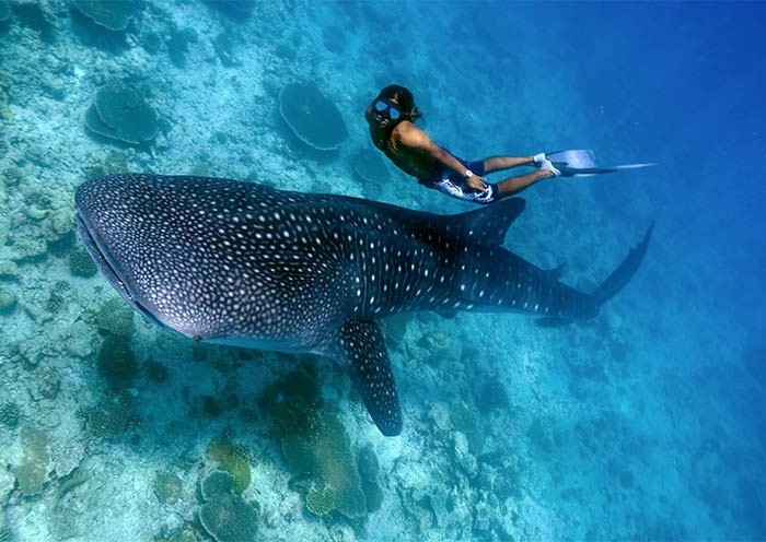 Swimming with Whale Sharks in Puerto Princesa
