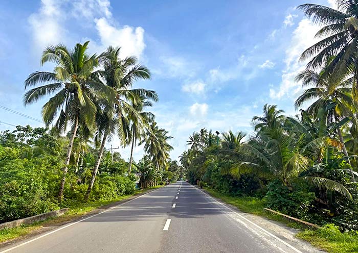 Coconut Palm Forest, Siargao Island