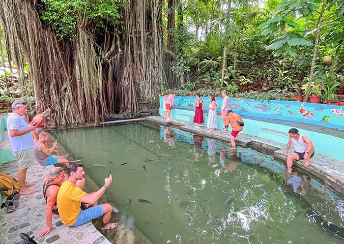 Siquijor Old Enchanted Balete Tree