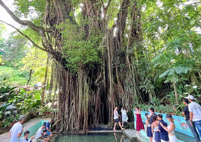 Siquijor Old Enchanted Balete Tree